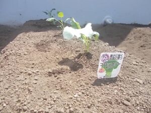 【あひる】野菜を植えました！