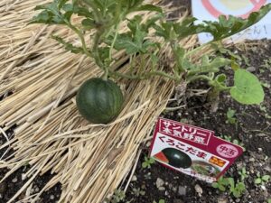 野菜を植えました！