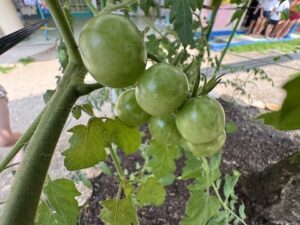 🫑野菜も育ってます🍅